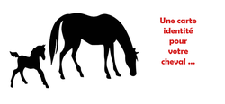 3 Obligations légales pour mon cheval en Belgique - Et quid des équidés ?