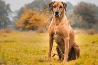 rhodesian mouscron chien