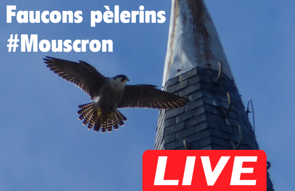 bouton live Faucon Mouscron