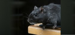 Comment faire face à un problème de rats ? - La ville de Mouscron propose un service de dératisation pour les particuliers
